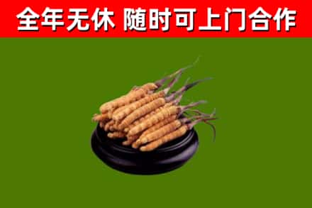 灵璧县回收冬虫夏草