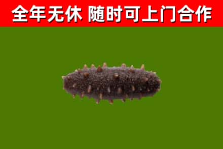 灵璧县回收海参干